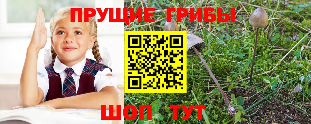 Шатура  купить наркотики сайты  Вход с VPN  Псилоцибиновые грибы мицелий  Галлюциногенные грибы Psilocybe 